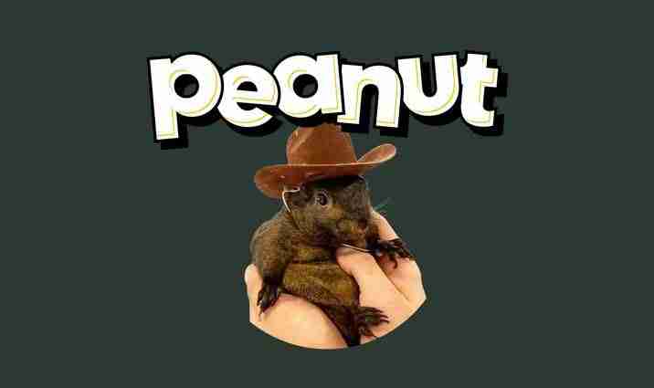 松鼠币(PNUT)是什么能否达到$10PNUT币价格预测