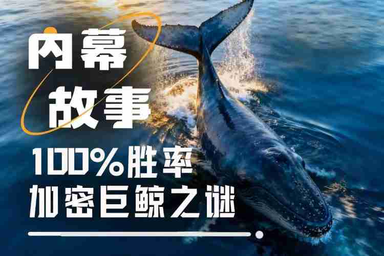 100%胜率巨鲸是如何炼成的揭秘特朗普派内幕人士真实身份