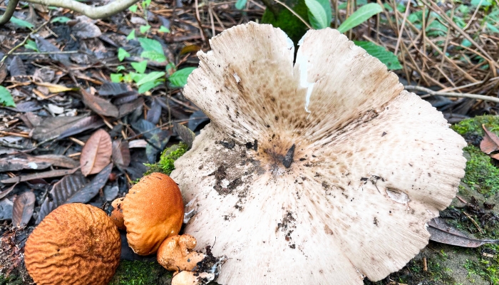 网红发文悼念去世婆婆 称她吃了邻居送的蘑菇中毒